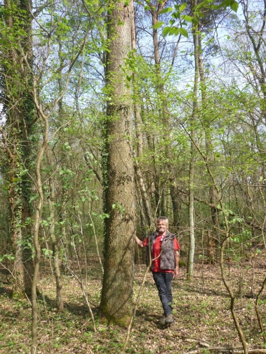 60 jarige Amerikaanse vogelkers op Kempense zangrond (Foto Bart Nyssen) 60 jarige Amerikaanse vogelkers op Kempense zangrond (Foto Bart Nyssen)