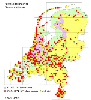 Verspreidingskaart Chinese bruidssluier Verspreidingskaart Chinese bruidssluier
