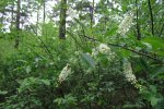 Bloeiende Amerikaanse vogelkers onder grove den (Foto Jan den Ouden) Bloeiende Amerikaanse vogelkers onder grove den (Foto Jan den Ouden)