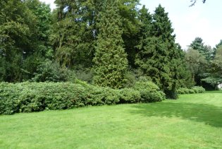 Pontische rododendron Pontische rododendron