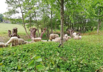 Begrazen met schapen Begrazen met schapen