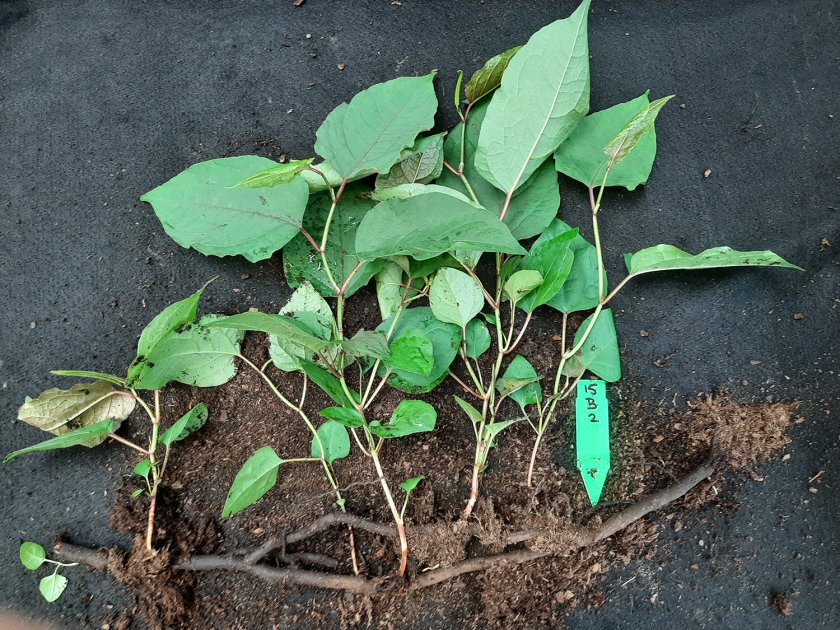 Figuur 1:	Vertakte wortelstok na vier maanden onder anaerobe omstandigheden. De nog vitale groeipunten (‘knopen’) zijn uitgegroeid tot volledige plantjes. Figuur 1:	Vertakte wortelstok na vier maanden onder anaerobe omstandigheden. De nog vitale groeipunten (‘knopen’) zijn uitgegroeid tot volledige plantjes.