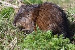 Muskusrat. (Foto: Cephas, Wikimedia Commons, 2018) Muskusrat. (Foto: Cephas, Wikimedia Commons, 2018)