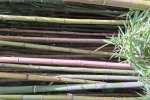 Dicht opeengepakte bamboestengels (Foto Chris van Dijk, 2024). Dicht opeengepakte bamboestengels (Foto Chris van Dijk, 2024).