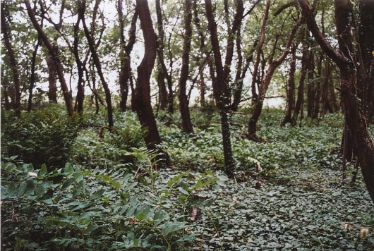 Dalkruid en salomonszegel onder Amerikaanse vogelkers op zand (Foto Johannes Tonckens) Dalkruid en salomonszegel onder Amerikaanse vogelkers op zand (Foto Johannes Tonckens)