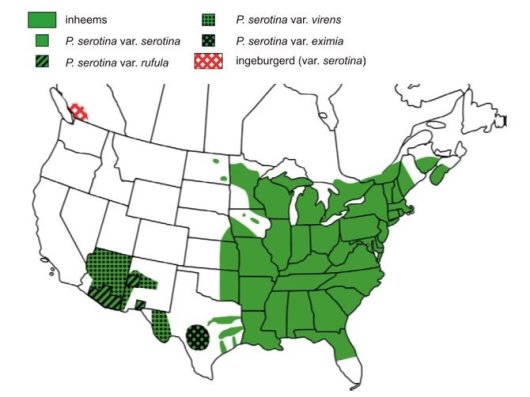 Verspreidingsgebied van de Amerikaanse vogelkers op het Amerikaanse continent (Bron Vanhellemont 2009) Verspreidingsgebied van de Amerikaanse vogelkers op het Amerikaanse continent (Bron Vanhellemont 2009)