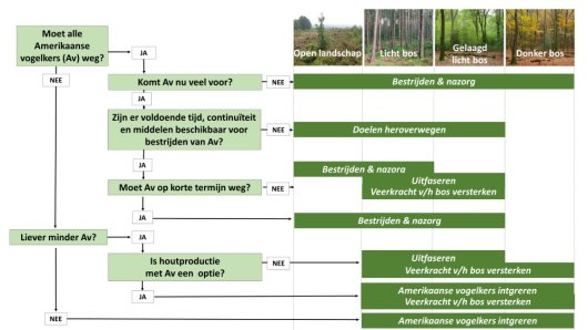 Beslisboom Amerikaanse vogelkers Beslisboom Amerikaanse vogelkers