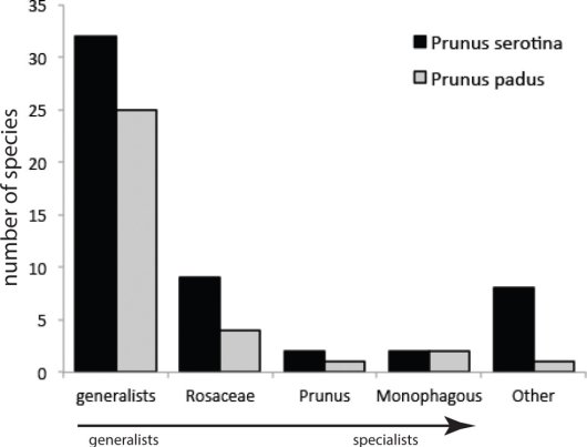 Aantal soorten dat eet van Amerikaanse vogelkers (Prunus serotina) en Europese vogelkers (Prunus padus) (Bron Schilthuizen 2016) Aantal soorten dat eet van Amerikaanse vogelkers (Prunus serotina) en Europese vogelkers (Prunus padus) (Bron Schilthuizen 2016)