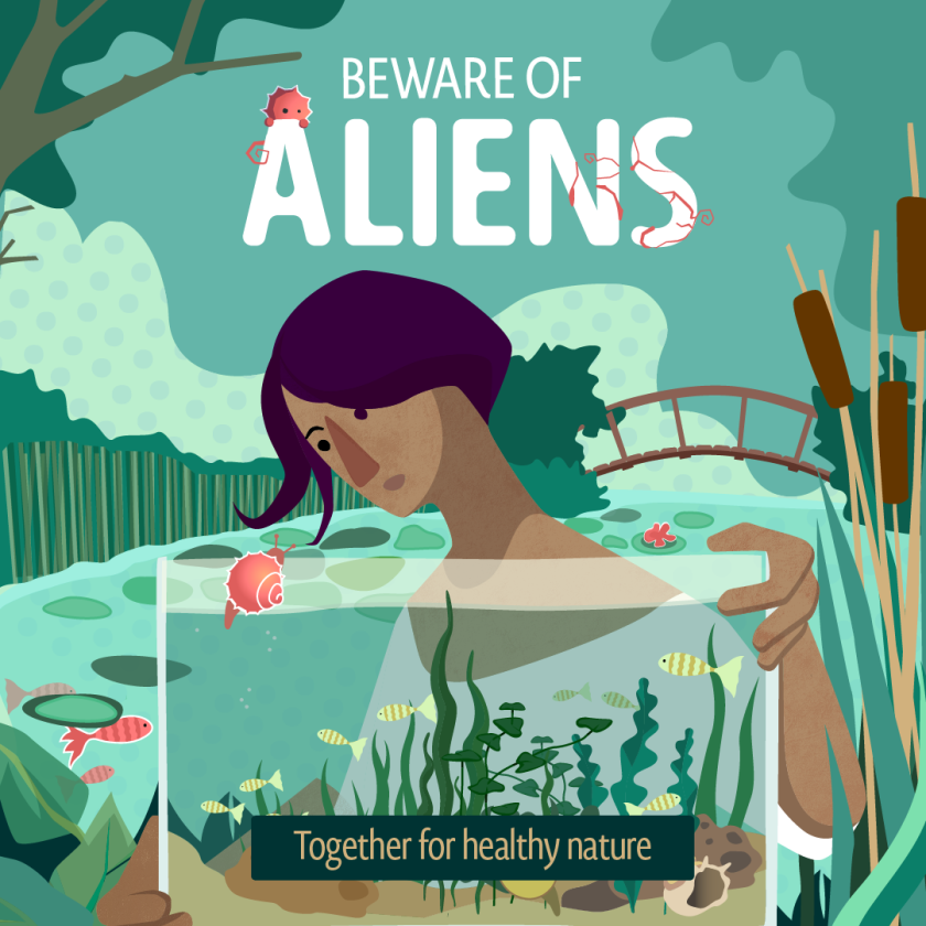 Aquatic Ornamentals Aquatic Ornamentals