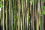 Dicht bij elkaar staande bamboestengels (Foto D-Kuru, Wikimedia Commons, 2023) Dicht bij elkaar staande bamboestengels (Foto D-Kuru, Wikimedia Commons, 2023)