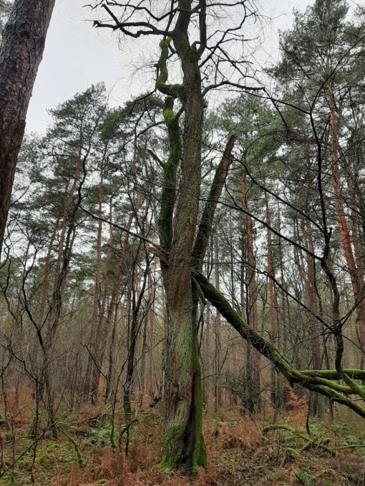 Aftakelende Amerikaanse vogelkers op zand tussen vitale even oude grove dennen (Foto Bart Nyssen) Aftakelende Amerikaanse vogelkers op zand tussen vitale even oude grove dennen (Foto Bart Nyssen)