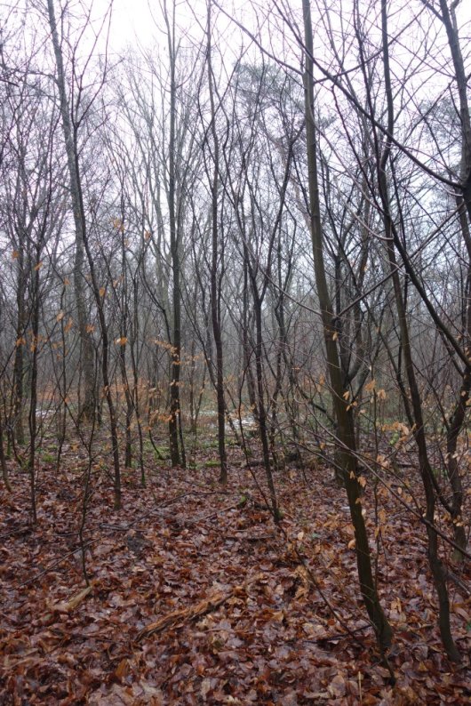 Beuken vestigen zich spontaan onder Amerikaanse vogelkers in de stakenfase, als de zaadbomen aanwezig zijn (Foto Bart Nyssen) Beuken vestigen zich spontaan onder Amerikaanse vogelkers in de stakenfase, als de zaadbomen aanwezig zijn (Foto Bart Nyssen)