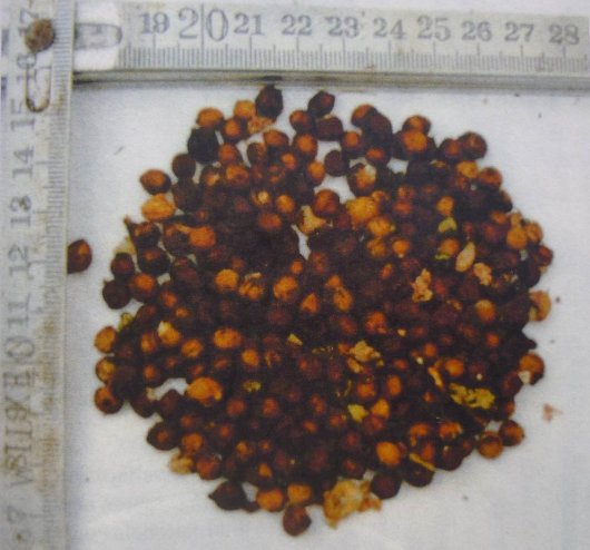 144 Amerikaanse vogelkers zaden uit de krop van een houtduif (Foto Erika Vauk) 144 Amerikaanse vogelkers zaden uit de krop van een houtduif (Foto Erika Vauk)