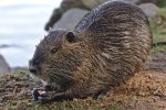 Muskusrat (Ondatra zibethicus) (Foto: Alexander Klink, Wikimedia Commons, 2016) Muskusrat (Ondatra zibethicus) (Foto: Alexander Klink, Wikimedia Commons, 2016)
