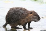 Beverrat (Myocastor coypus) (Foto: Philippe Amelant, Wikimedia Commons, 2006) Beverrat (Myocastor coypus) (Foto: Philippe Amelant, Wikimedia Commons, 2006)