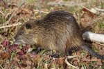 Beverrat (Myocastor coypus) (Foto: Phonon.b, Wikimedia Commons, 2020) Beverrat (Myocastor coypus) (Foto: Phonon.b, Wikimedia Commons, 2020)