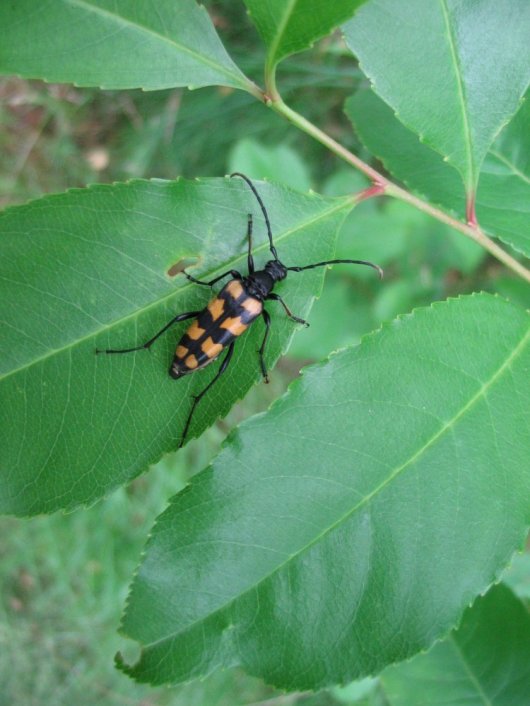 Smalbok op Amerikaanse vogelkers (Foto Jan den Ouden) Smalbok op Amerikaanse vogelkers (Foto Jan den Ouden)