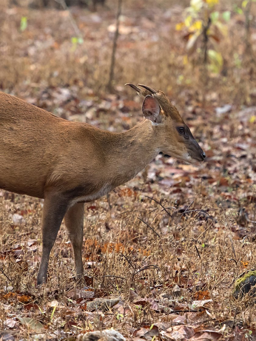 shutterstock_1031774614.jpg shutterstock_1031774614.jpg