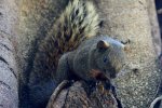 Detail rug en staart Pallas’ eekhoorn (Callosciurus erythraeus) (Foto: J. Patrick Fischer, Wikimedia Commons, 2010)