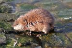 Muskusrat (Ondatra zibethicus) (Foto: Hannes Grobe, Wikimedia Commons, 2010) Muskusrat (Ondatra zibethicus) (Foto: Hannes Grobe, Wikimedia Commons, 2010)