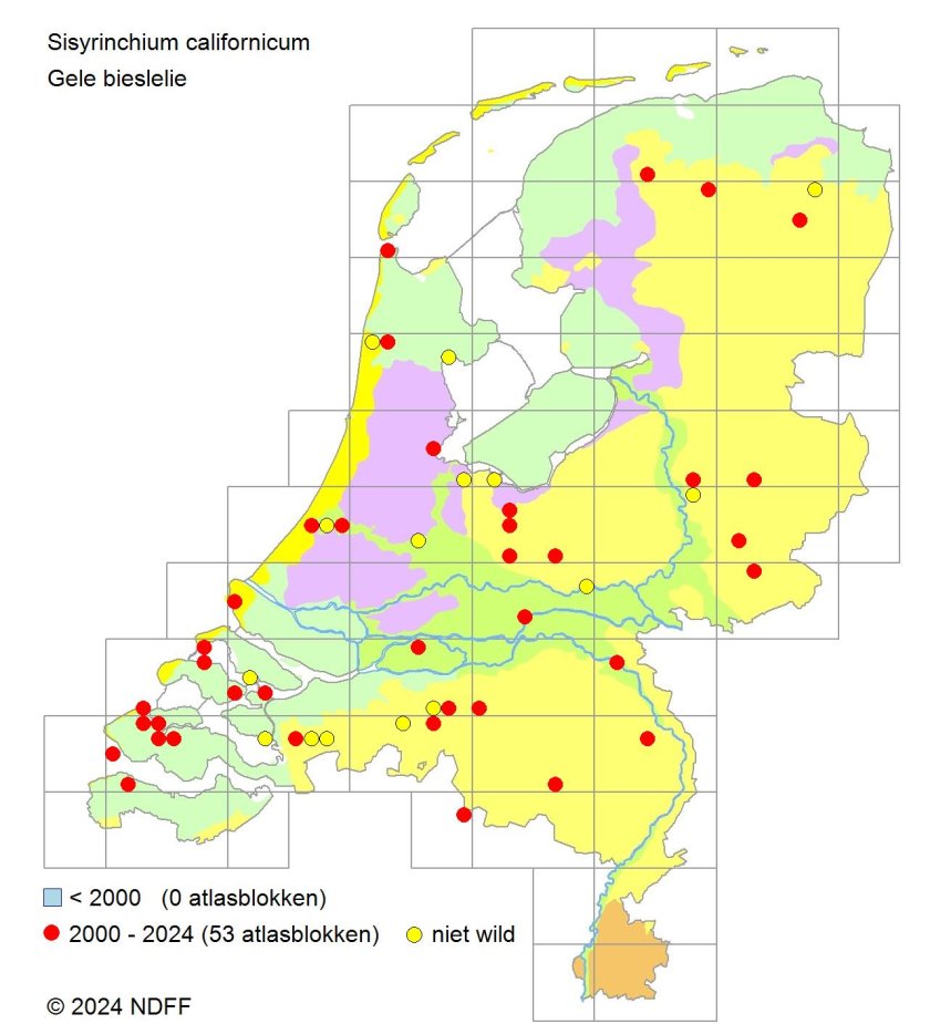 Verspreidingskaart Gele bieslelie (NDFF, 2024) Verspreidingskaart Gele bieslelie (NDFF, 2024)