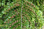 Tak met bessen van vlakke dwergmispel (Cotoneaster horizontalis) (Foto: Wilde-planten.nl, 2022) Tak met bessen van vlakke dwergmispel (Cotoneaster horizontalis) (Foto: Wilde-planten.nl, 2022)