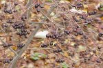 Zwarte appelbes (Aronia × prunifolia) winterbeeld (Foto: Kurt Stüber, CC BY-SA 3.0) Zwarte appelbes (Aronia × prunifolia) winterbeeld (Foto: Kurt Stüber, CC BY-SA 3.0)