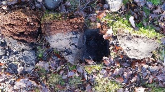 Strooisel onder zomereik (links), ruwe berk (midden) en vogelkers (rechts), op zandgrond (Foto Bart Nyssen) Strooisel onder zomereik (links), ruwe berk (midden) en vogelkers (rechts), op zandgrond (Foto Bart Nyssen)