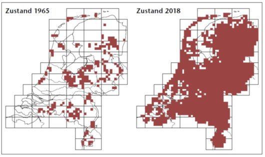 Aanwezigheid van de Amerikaanse vogelkers in 1965 en na en halve eeuw bestrijden in 2018 (Bron NDFF) Aanwezigheid van de Amerikaanse vogelkers in 1965 en na en halve eeuw bestrijden in 2018 (Bron NDFF)