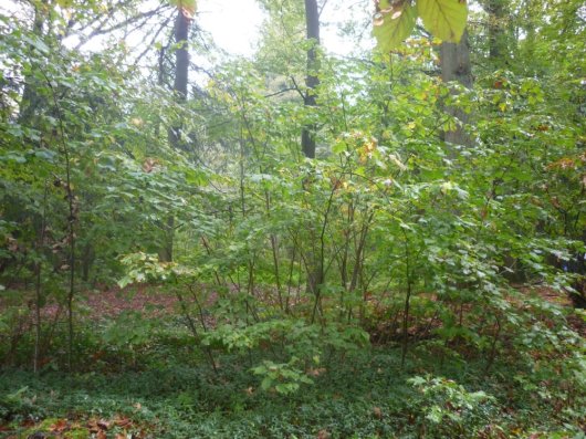 Beuk, eik en douglas in het kronendak. Linde kan hier verjongen, voor vogelkers is het te donker (Foto Bart Nyssen) Beuk, eik en douglas in het kronendak. Linde kan hier verjongen, voor vogelkers is het te donker (Foto Bart Nyssen)