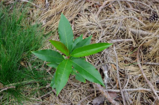 Zaailing van Amerikaanse vogelkers in grove dennenbos (Foto Jan den Ouden) Zaailing van Amerikaanse vogelkers in grove dennenbos (Foto Jan den Ouden)