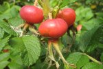 Detail vruchten (rozenbottels) rimpelroos (Rosa rugosa) Detail vruchten (rozenbottels) rimpelroos (Rosa rugosa)