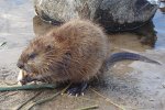 Muskusrat (Ondatra zibethicus) (Foto: mikroskops, Wikimedia Commons, 2008) Muskusrat (Ondatra zibethicus) (Foto: mikroskops, Wikimedia Commons, 2008)