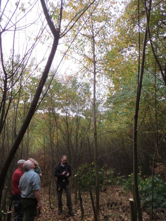 Amerikaanse vogelkers als overgangsfase. Toekomstbomen geselecteerd en vrijgesteld in dichte vogelkers verjonging. Zij worden onderplant met inheemse soorten als linde, esdoorn, beuk, hazelaar, haagbeuk, iep die het bos van de toekomst vormen (Foto Rogier Luyten) Amerikaanse vogelkers als overgangsfase. Toekomstbomen geselecteerd en vrijgesteld in dichte vogelkers verjonging. Zij worden onderplant met inheemse soorten als linde, esdoorn, beuk, hazelaar, haagbeuk, iep die het bos van de toekomst vormen (Foto Rogier Luyten)