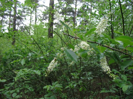Bloeiende Amerikaanse vogelkers onder grove den (Foto Jan den Ouden) Bloeiende Amerikaanse vogelkers onder grove den (Foto Jan den Ouden)