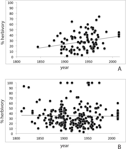 Vraat door insecten aan Amerikaanse vogelkers is toegenomen (boven) en zit nu op hetzelfde niveau als Europese vogelkers (onder) (Bron Schilthuizen 2016) Vraat door insecten aan Amerikaanse vogelkers is toegenomen (boven) en zit nu op hetzelfde niveau als Europese vogelkers (onder) (Bron Schilthuizen 2016)