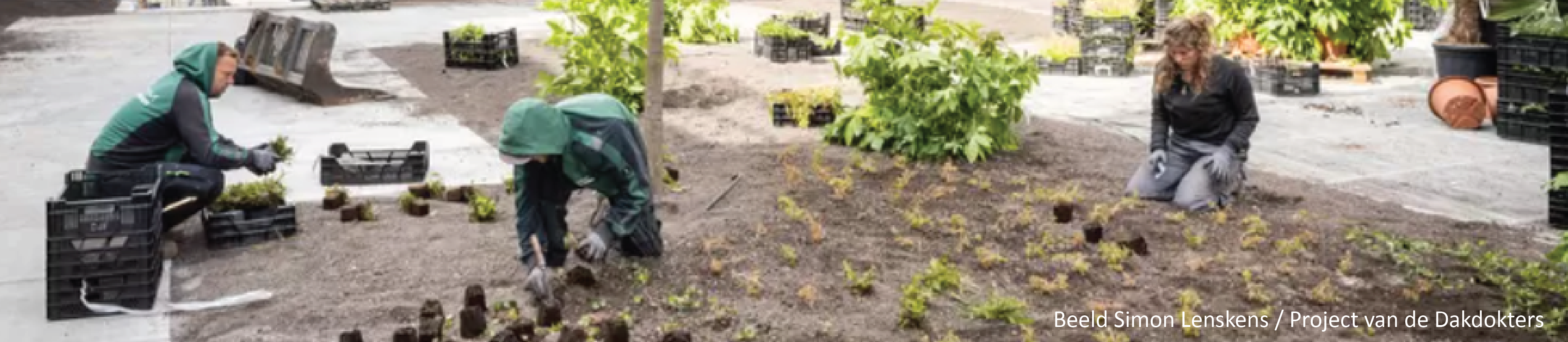 Groene daken zouden mens en natuur veel voordelen bieden - De Volkskrant, mei 2022   