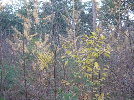 Bij vol licht groeit jonge berk en lariks boven vogelkers uit, terwijl grove den achter blijft (Foto Bart Nyssen) Bij vol licht groeit jonge berk en lariks boven vogelkers uit, terwijl grove den achter blijft (Foto Bart Nyssen)