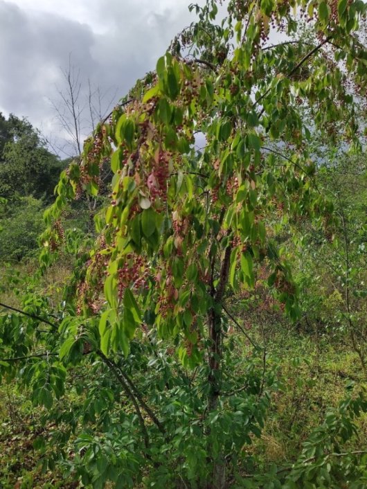 De Amerikaanse vogelkers draagt bij vol licht zeer jong kersen (Foto Jan den Ouden) De Amerikaanse vogelkers draagt bij vol licht zeer jong kersen (Foto Jan den Ouden)