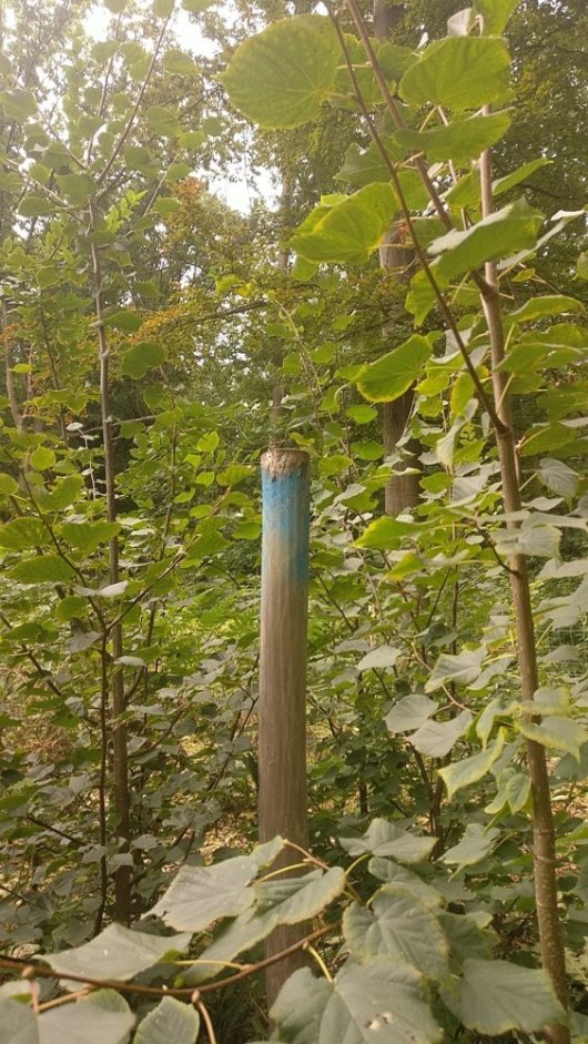 Geslaagde Lindenaanplant onder scherm op zandgrond (Foto Marc Struelens) Geslaagde Lindenaanplant onder scherm op zandgrond (Foto Marc Struelens)