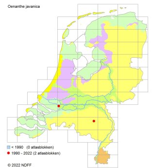 Verspreidingskaart Javaanse peterselie Verspreidingskaart Javaanse peterselie