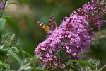 Bloeiende vlinderstruik met vlinder (Buddleja davidii Franch.). Foto: Ввласенко Wikimedia Commons 2022 Bloeiende vlinderstruik met vlinder (Buddleja davidii Franch.). Foto: Ввласенко Wikimedia Commons 2022
