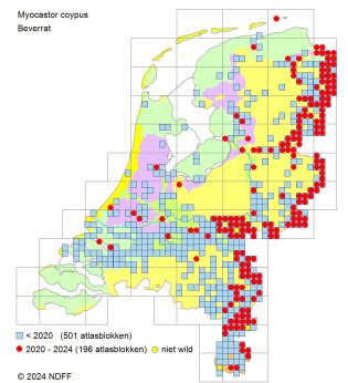 Verspreidingskaart Beverrat Verspreidingskaart Beverrat