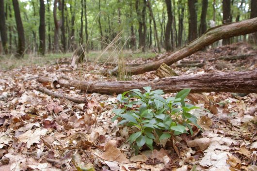 Amerikaanse vogelkers opslag uit vossenkots (Foto Jan den Ouden) Amerikaanse vogelkers opslag uit vossenkots (Foto Jan den Ouden)