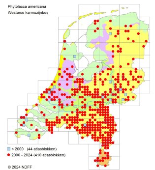 Verspreidingskaart Westerse karmozijnbes Verspreidingskaart Westerse karmozijnbes