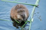 Muskusrat (Ondatra zibethicus) (Foto: Margaret Soll Photography, Wikimedia Commons, 2018) Muskusrat (Ondatra zibethicus) (Foto: Margaret Soll Photography, Wikimedia Commons, 2018)