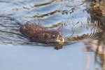 Zwemmende muskusrat (Ondatra zibethicus) (Foto: Cephas, Wikimedia Commons, 2022) Zwemmende muskusrat (Ondatra zibethicus) (Foto: Cephas, Wikimedia Commons, 2022)