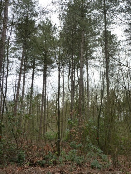 Eik geselecteerd tijdens bostracken in Corsicaanse dennenbos. Daarna vrijgesteld en opgesnoeid (Foto Etiënne Thomassen) Eik geselecteerd tijdens bostracken in Corsicaanse dennenbos. Daarna vrijgesteld en opgesnoeid (Foto Etiënne Thomassen)