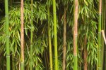 Dicht bij elkaar staande bamboe stengels (Foto Manfred Heyde, Wikimedia Commons, 2007)  Dicht bij elkaar staande bamboe stengels (Foto Manfred Heyde, Wikimedia Commons, 2007)