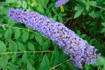Bloeiende vlinderstruik (Buddleja davidii Franch.). Foto: Fernando Losada Rodríguez Wikimedia Commons 2022  Bloeiende vlinderstruik (Buddleja davidii Franch.). Foto: Fernando Losada Rodríguez Wikimedia Commons 2022